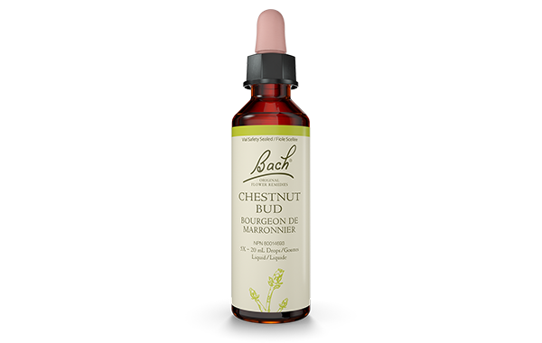 Bach - Chestnut Bud