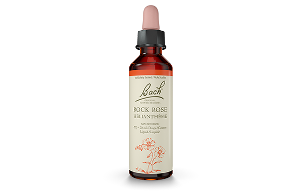 Bach - Rock Rose