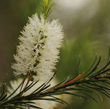 Tea Tree Oil (Australia)